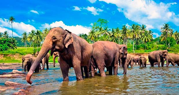 К слонам на Шри-Ланку из Москвы: туры в декабре на 9-10 ночей от 56300₽ на чел.